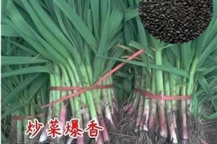 蒜苗底肥施什么肥好