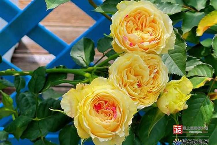 如何给月季花施肥