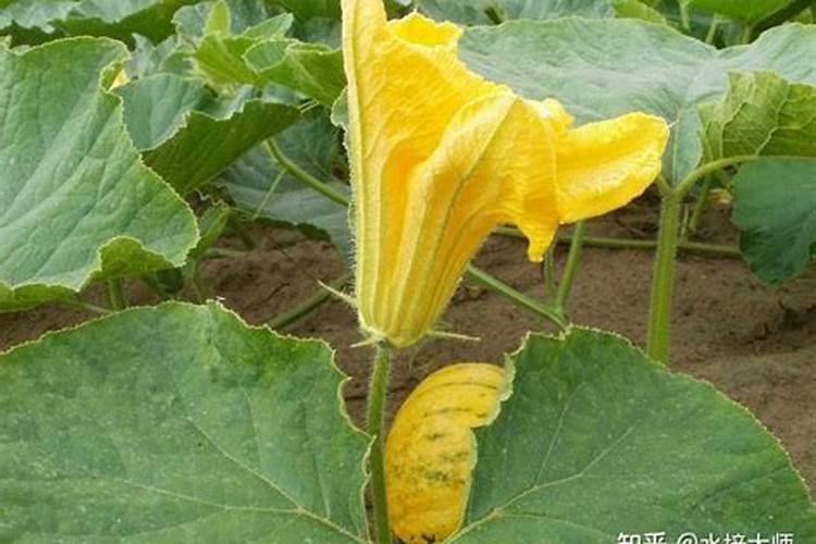种植南瓜需要什么肥料 怎么施肥才能高产
