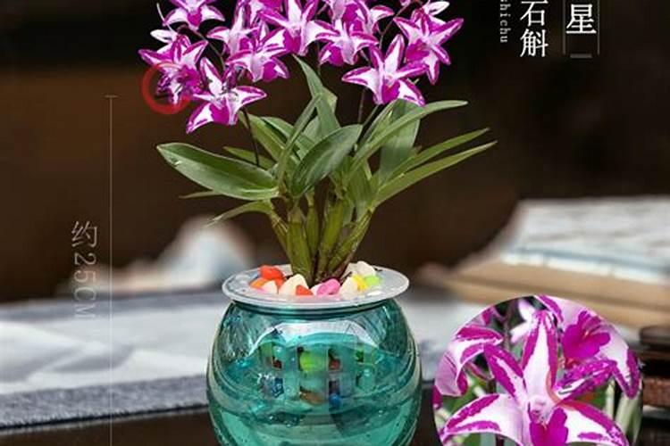 大量元素水溶肥对花卉绿植的用法