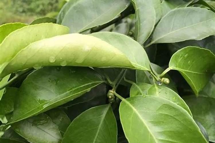 柑橘苗叶面肥施药方法