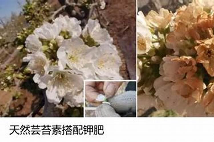 芸苔素控旺使用方法