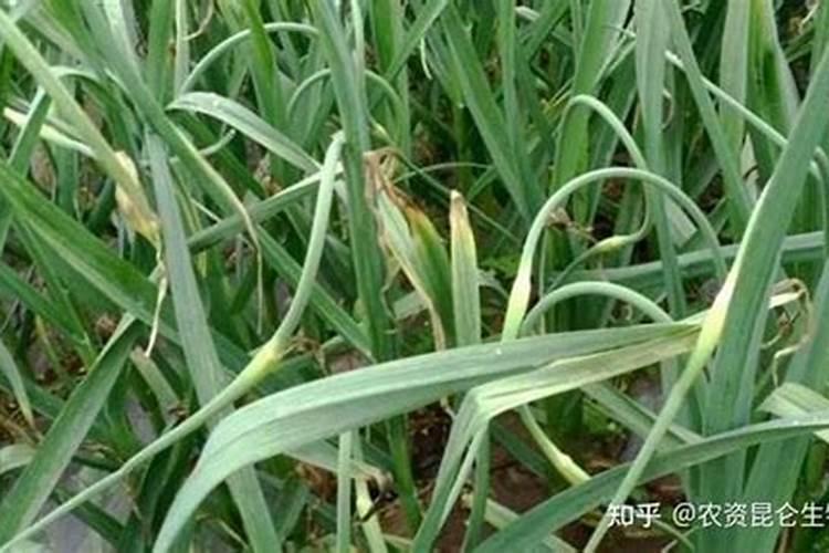 大蒜肥料严重烧根怎样补救 大蒜烧根补救办法
