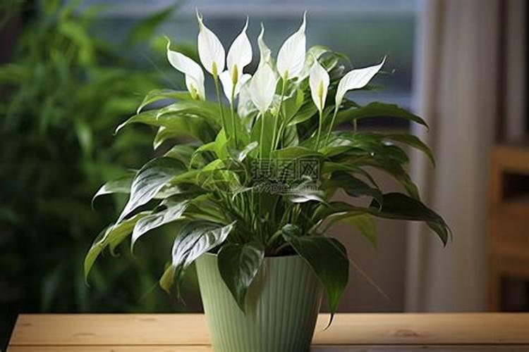 白掌施什么肥好