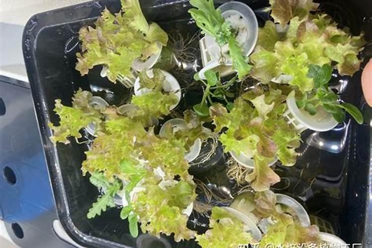 育的花菜白菜包菜苗出土后多少天可打点叶面肥？