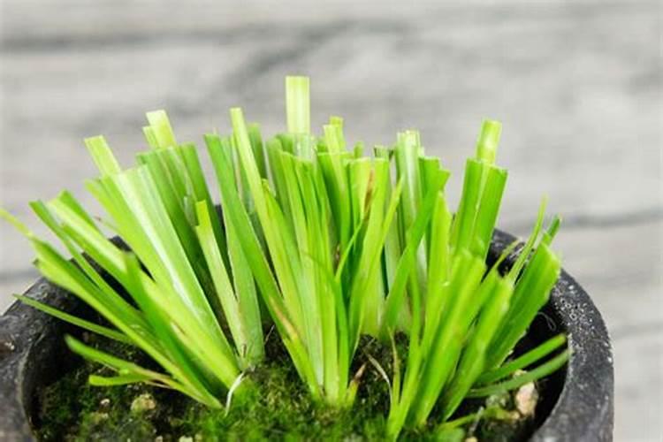 地被植物有哪些优良品种？