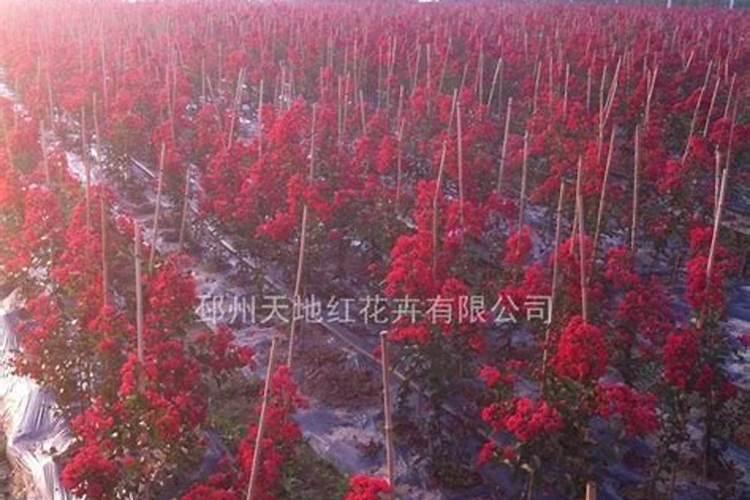 什么树结的果有人参果之称,多少年结果一次？