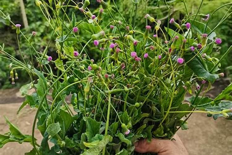 油菜种植时间和方法