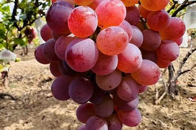 龙眼树摘过后需要施肥吗