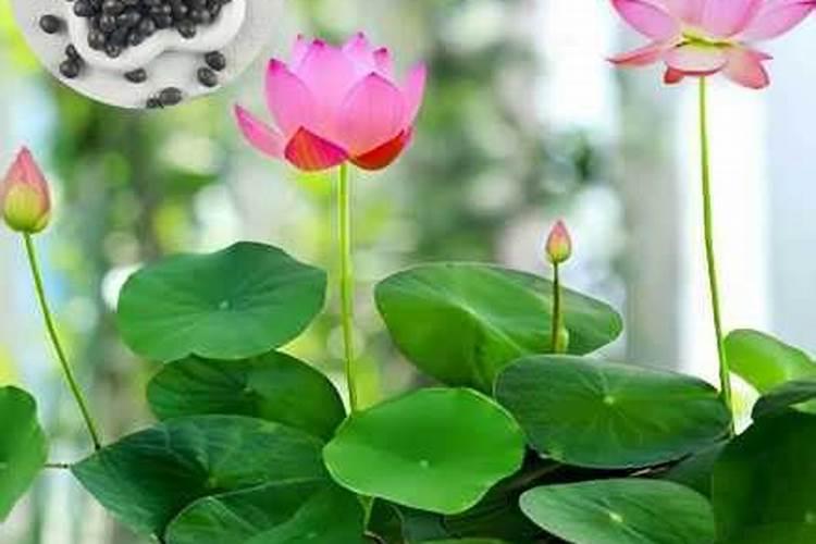 家养碗莲不开花怎么回事