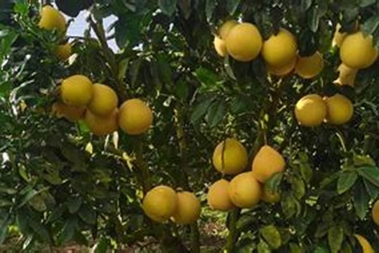 柚子树钾肥应该什么时候下