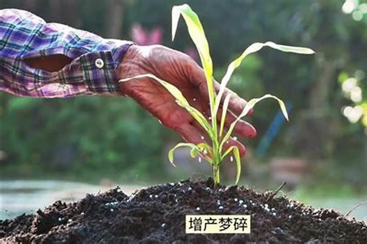 硅肥使用的最佳时间是什么时候？