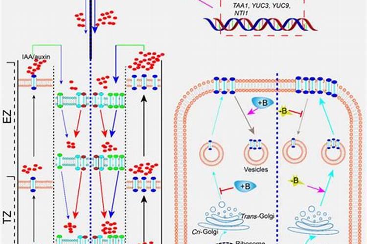 小麦打硼肥的害处