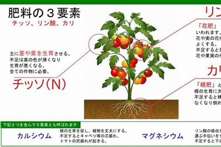 肥料三要素指的是什么