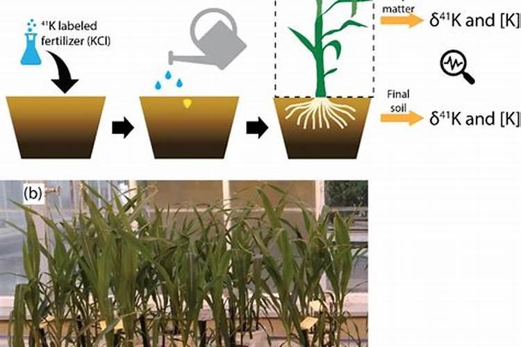 如何正确施用钾肥？