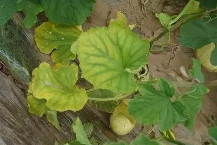 硝酸钾叶面肥能与微量元素叶面肥混用吗