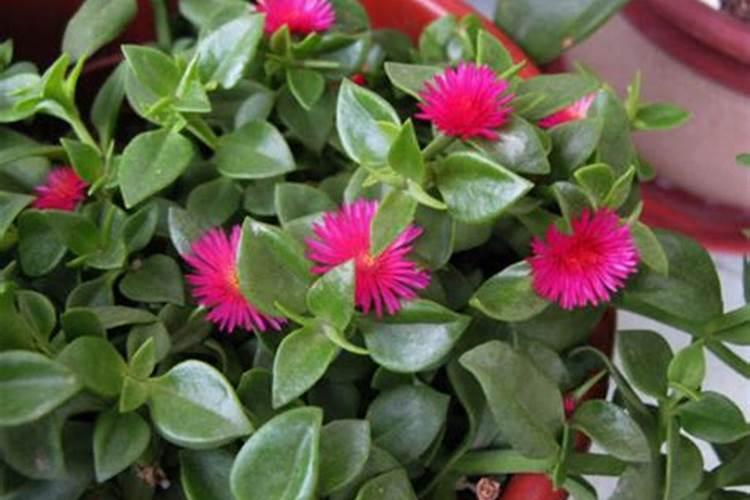 牡丹吊兰施什么肥好