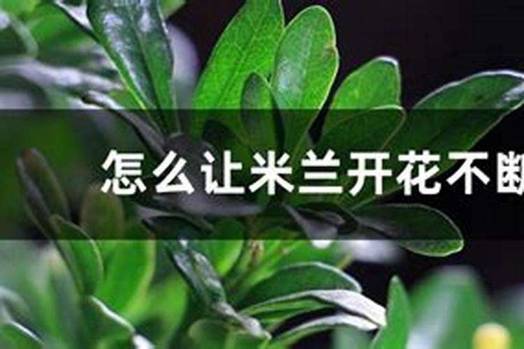 米兰花如何养护开花翻倍