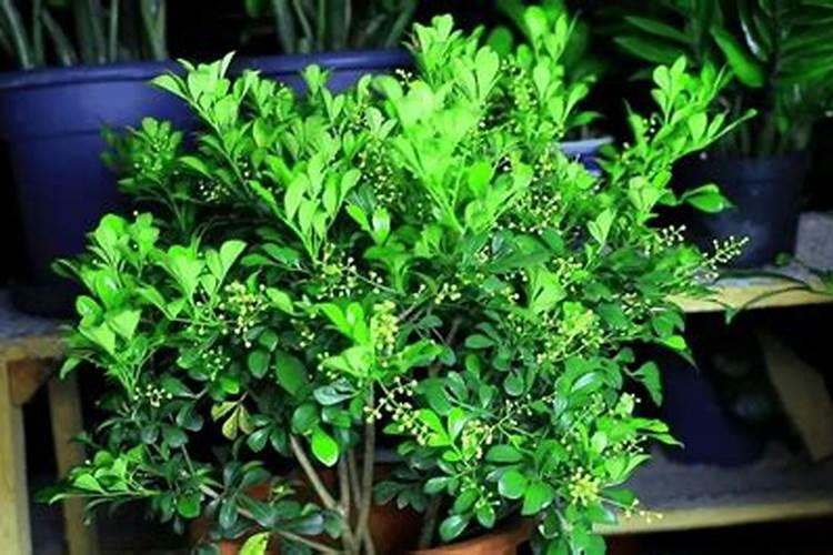 米兰花如何养护开花翻倍