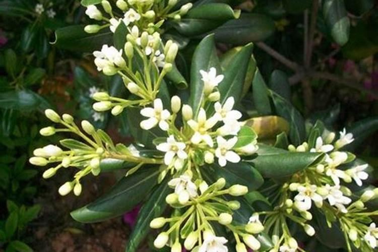 打花苞需要施肥吗