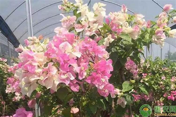 三角梅不施肥想开花不可能