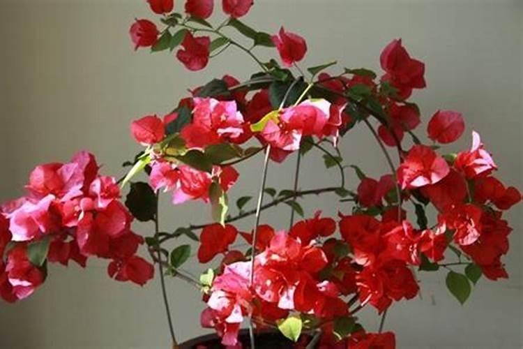 三角梅用什么肥料最好