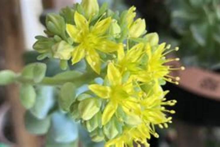 肉多要施什么肥料才能长大？