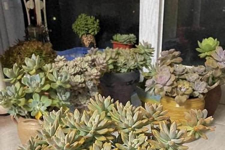 多肉绿蔷薇应该施什么肥