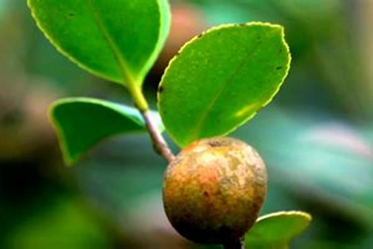 油茶树应该是什么肥料？哪些阶段需要施肥？