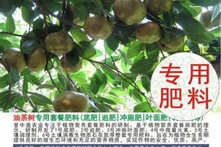 油茶树可以施复合肥吗