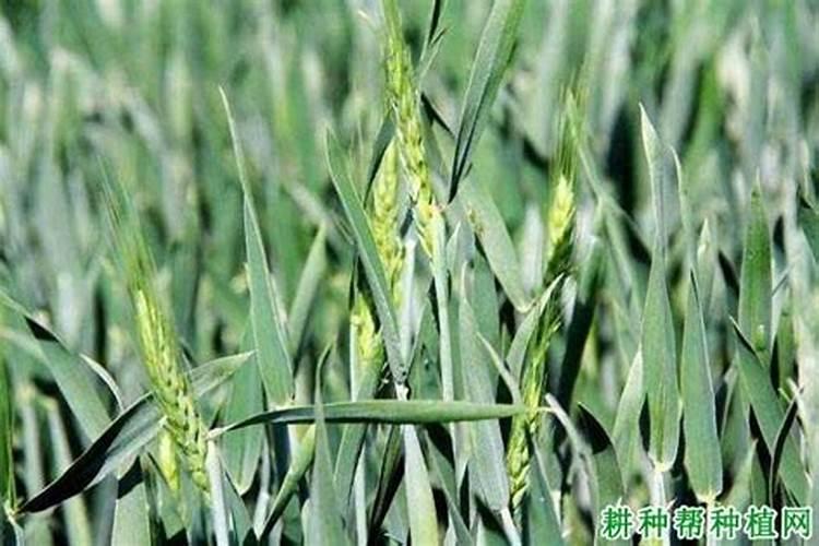 小麦增产秘诀选对水溶肥,产量提升不是梦