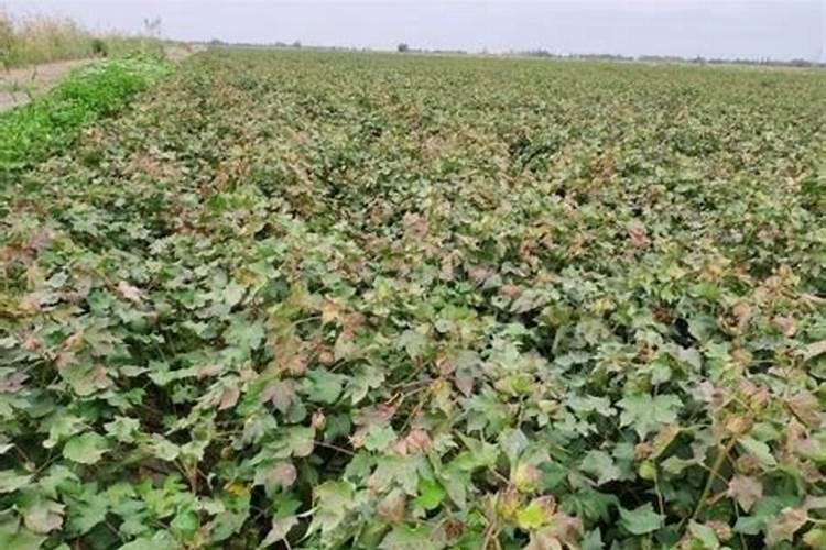 氯化钾肥料能用在什么植物上