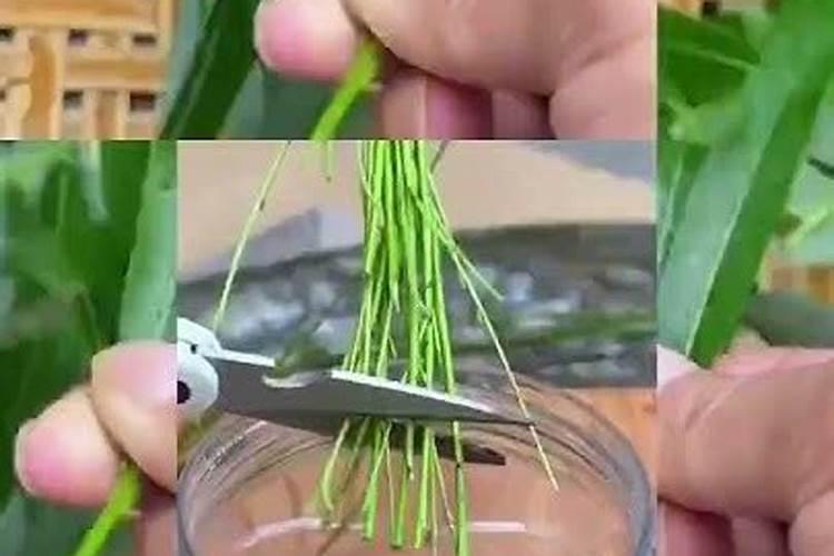 柳树枝泡水浇兰花方法 柳树枝如何泡水浇兰花