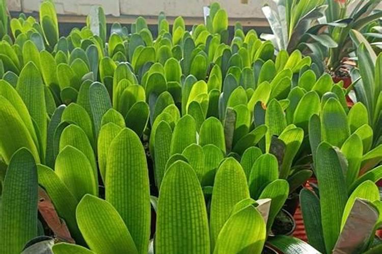 君子兰用磷肥,我用杀鱼下水泡制,在室外要几天才能发酵好。