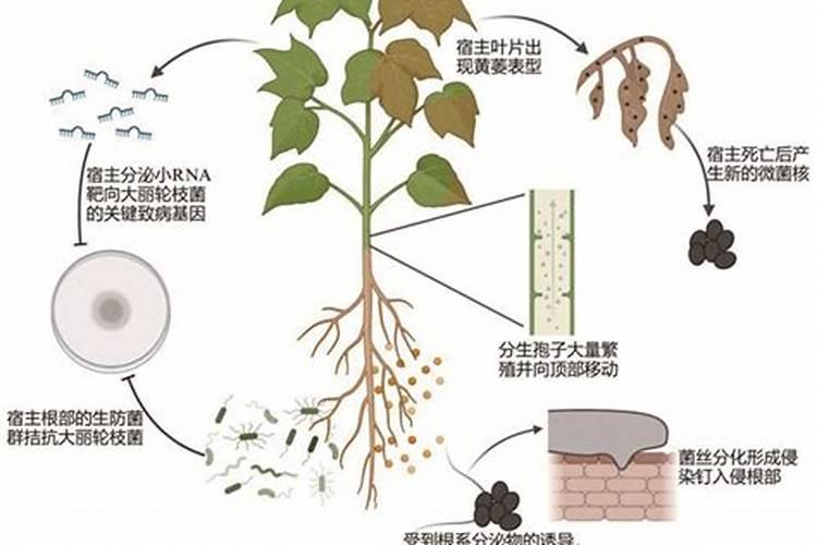 一亩鱼塘放多少硫酸铜,附硫酸铜的使用方法