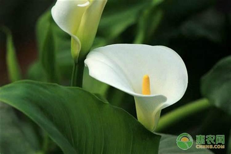 一帆风顺用什么肥料,一帆风顺施什么肥好