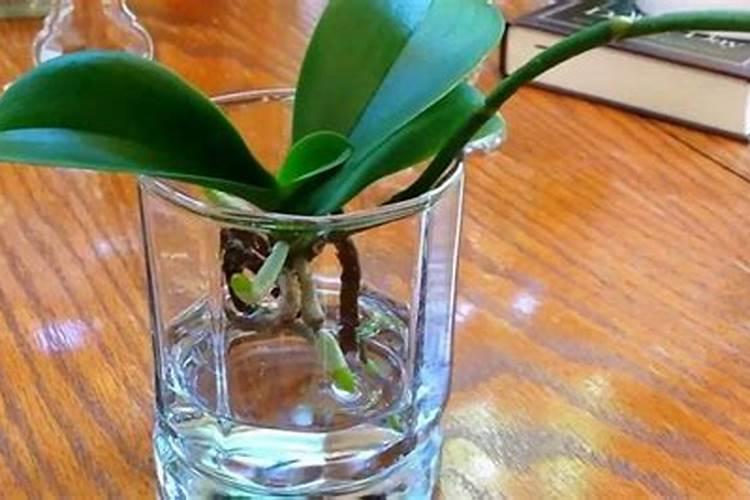 蝴蝶兰如何施肥冒新根