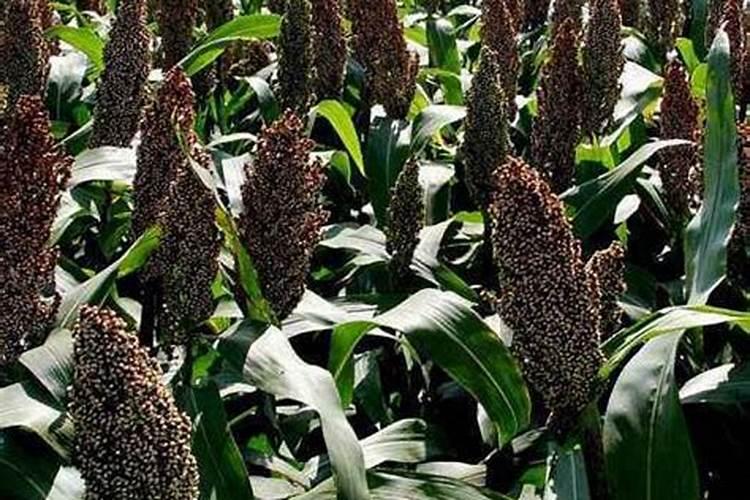 高梁才抽稗就打去叶子会减产吗？