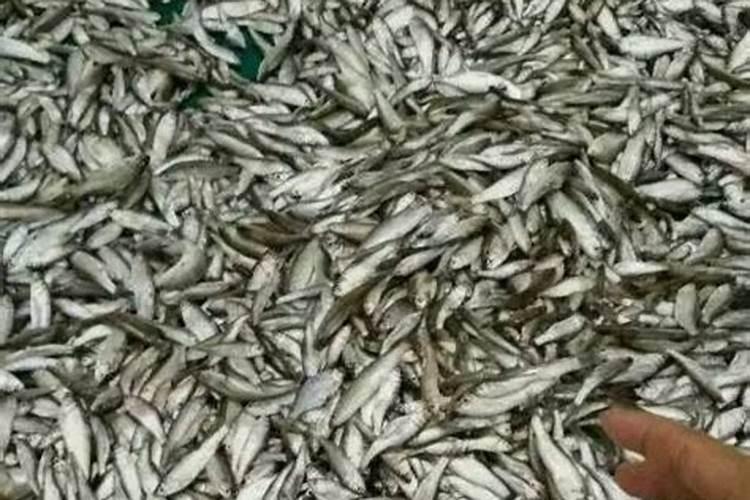 鱼蛋白水肥微生物发酵工艺流程