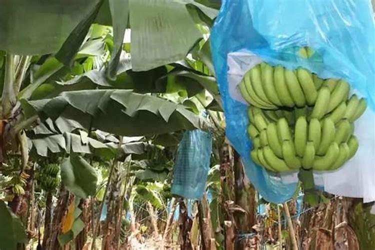 硼肥在什么时候喷施好