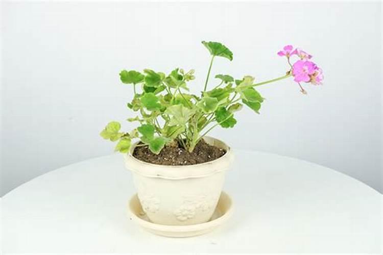 天竺葵施什么肥最好