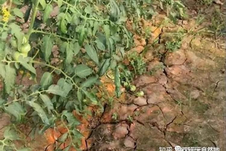 钾肥过多如何表现