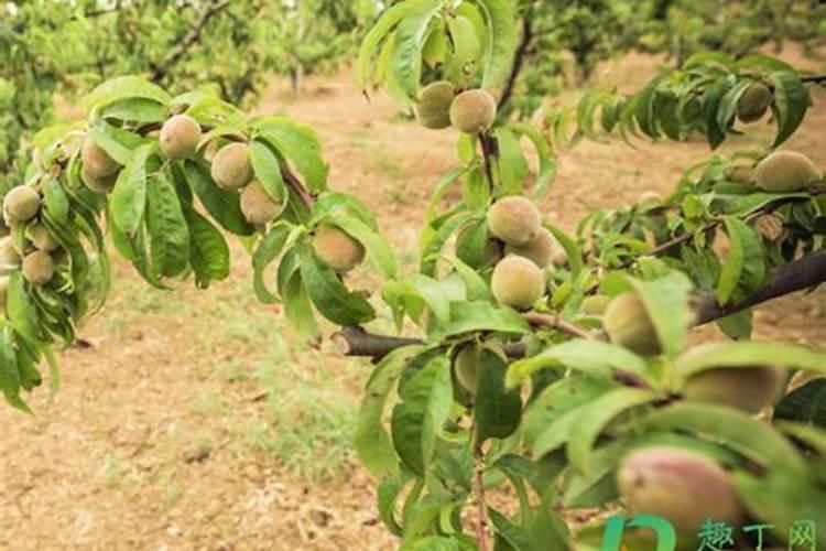 施钾肥能增加果子的甜度,那么施氮肥会出现什么情况？