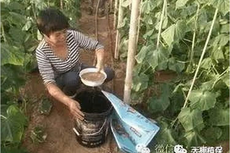 富贵竹的营养液怎么用