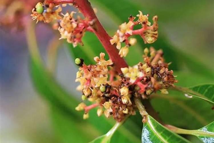 早花芒果树管理要点 芒果提前开花怎么办