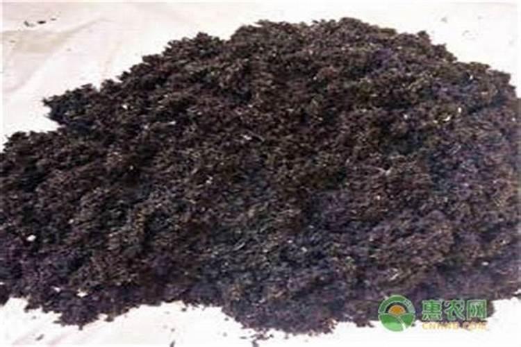 绣球花用什么土