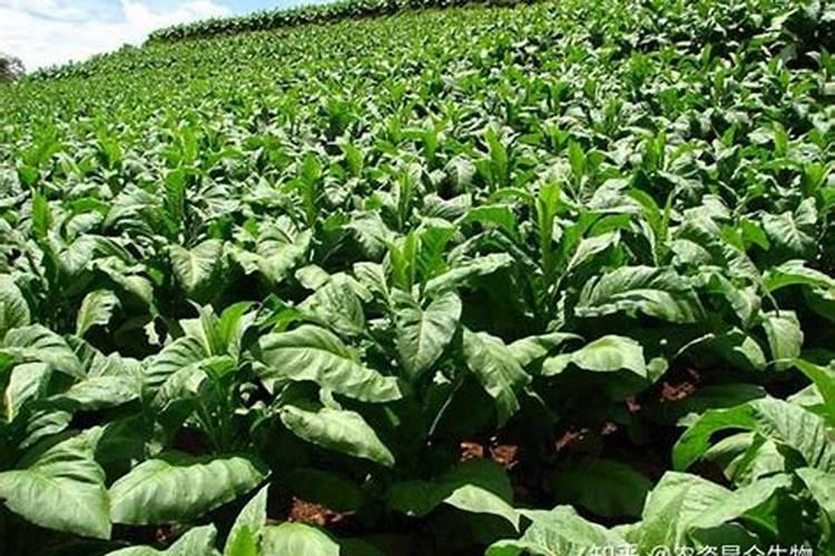 烤烟一次冲施多少肥料？烤烟用叶面肥比较好？烤烟喷施昆仑风
