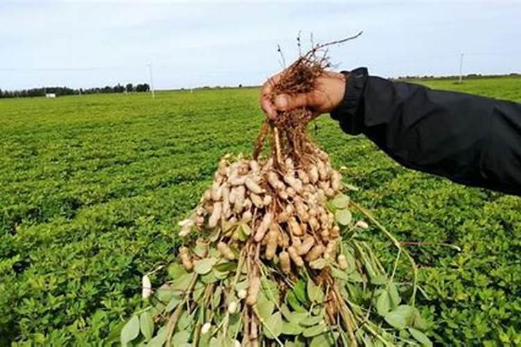 花生什么时期用肥长势旺？花生肥料一亩地用量多少？