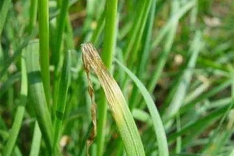 韭菜喜欢什么肥料最好