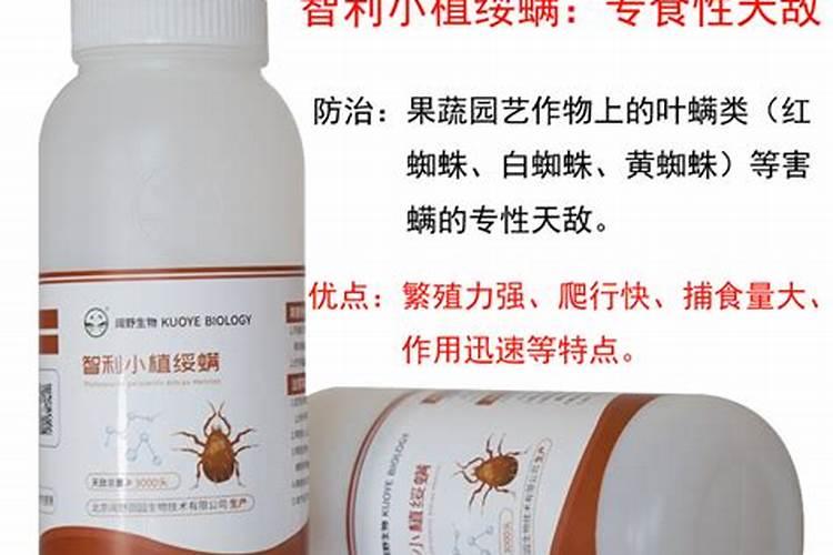 月季花怎么养护和施肥